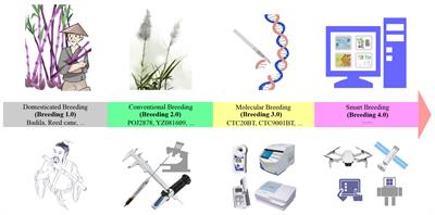 Sugarcane breeding: a fantastic past and promising future driven by technology and methods